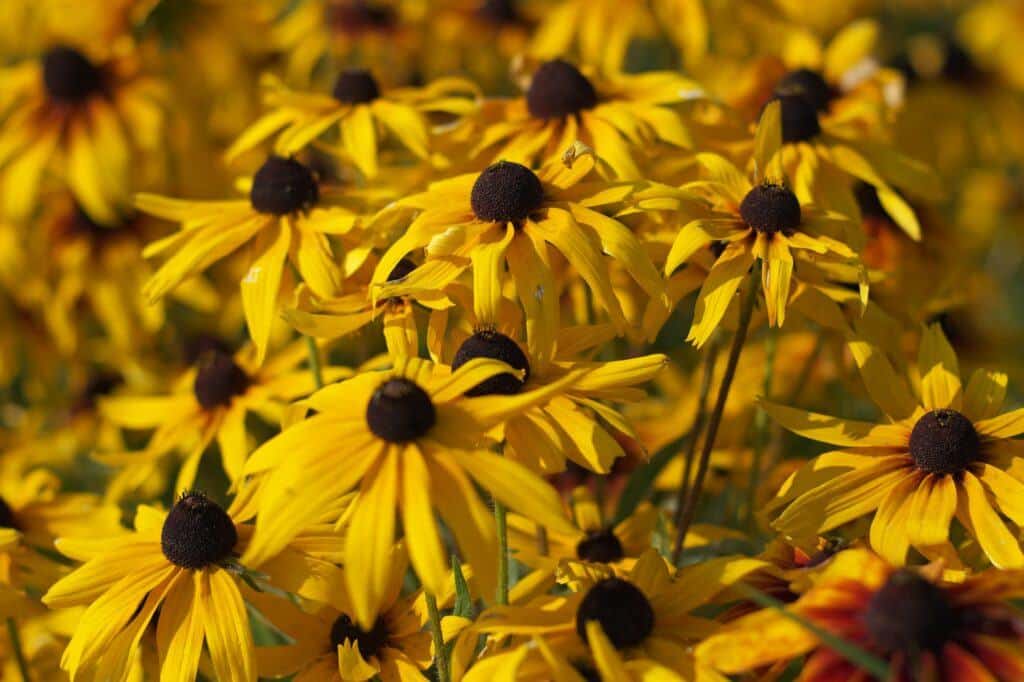 Rudbekie 10 Rudbekie