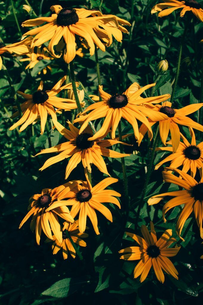 Rudbekie 11 Rudbeckia goldstrum bright yellow flowers wallpaper