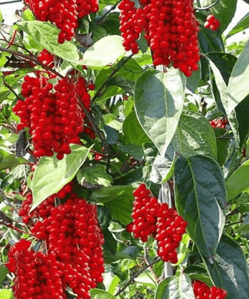 Schisandra chinensis​