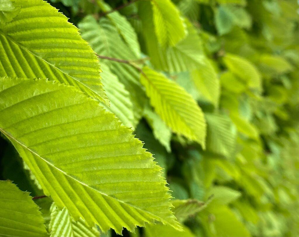 habrovec - detaijlnější pohled na listy