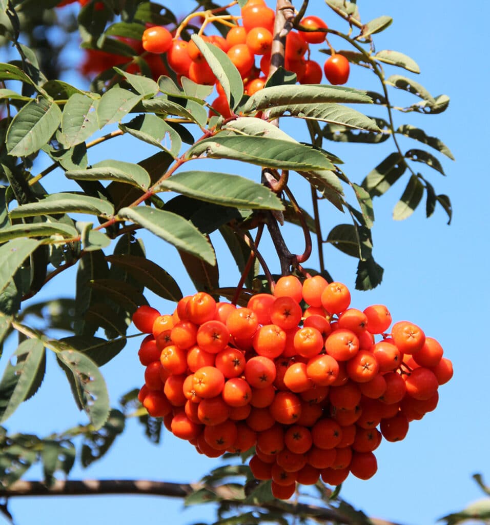 Jeřáb obecný jedlý (Sorbus aucuparia var. edulis)​