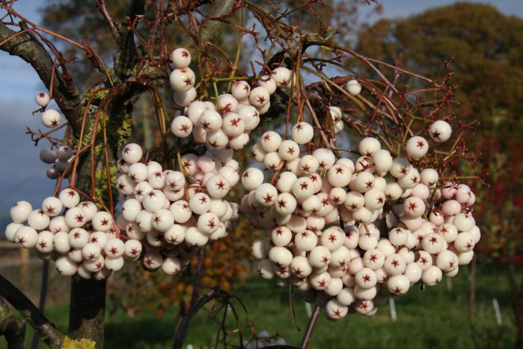 Jeřáb kašmírský (Sorbus cashmiriana)​