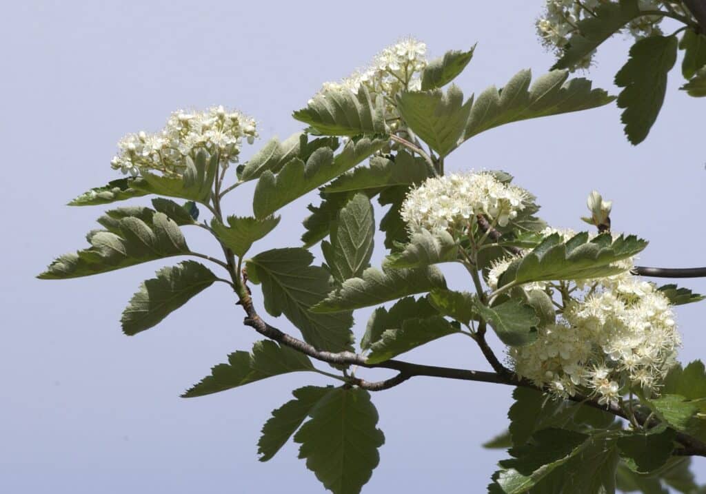 Jeřáb prostřední (Sorbus intermedia)​