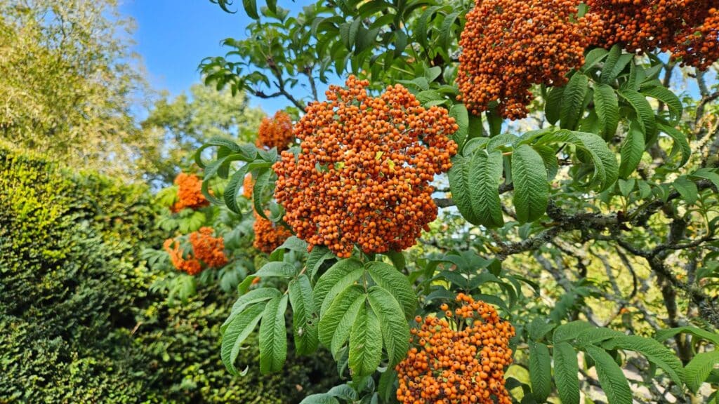 Jeřáb Sargentův (Sorbus sargentiana)​