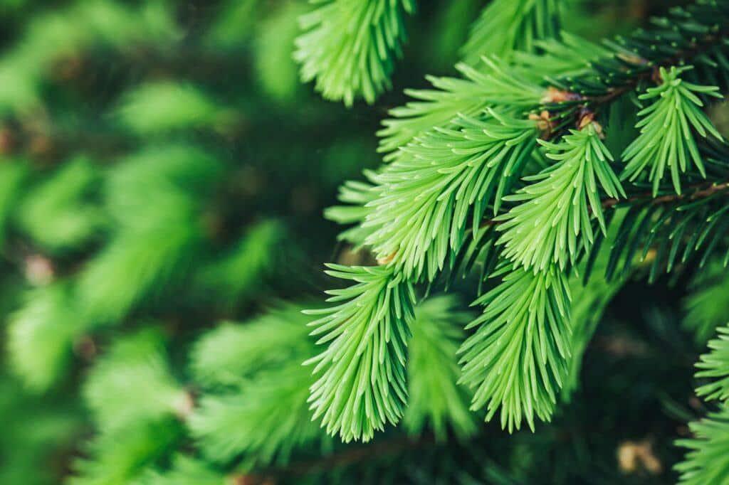 Spruce or fir tree young branches in the wood. Blooming spruce in spring