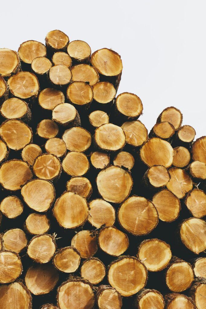 Stacked logs, freshly logged spruce, hemlock and fir trees