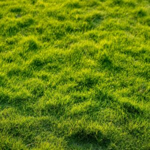 Čarodějné kruhy vznikají v trávníku