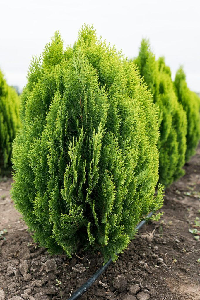 Thuja orientalis Aurea Nana dwarf evergreen tree with a well-defined main trunk
