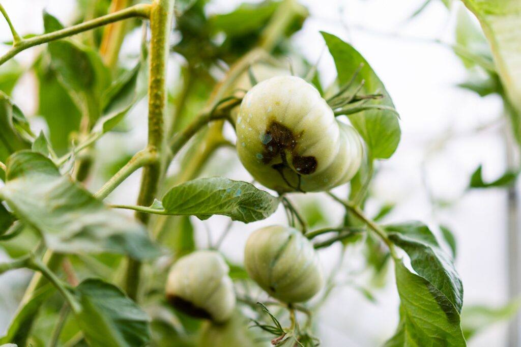 Krčková hniloba na rajčatech