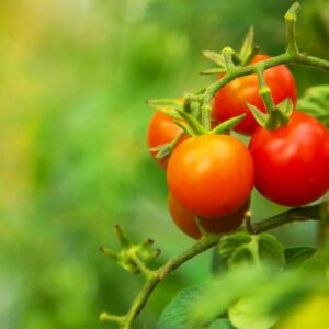 Virová bronzovitost rajčete