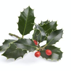 Cesmína větev s plody