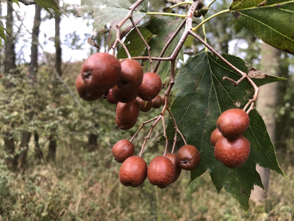 Jeřáb břek čili břek obecný (Sorbus torminalis)​