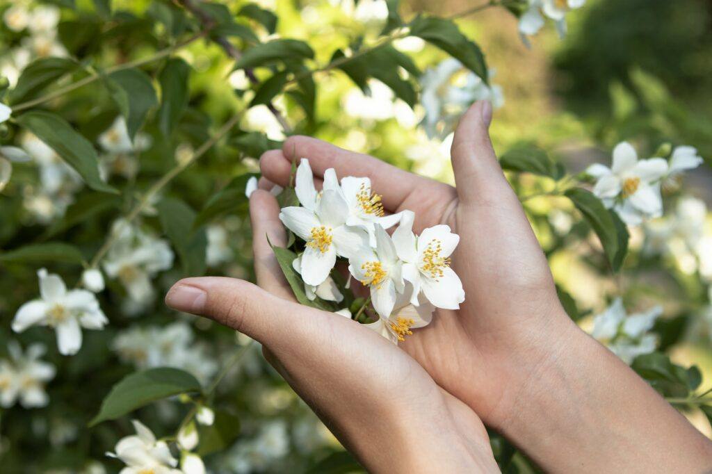 Jasmín pěstování