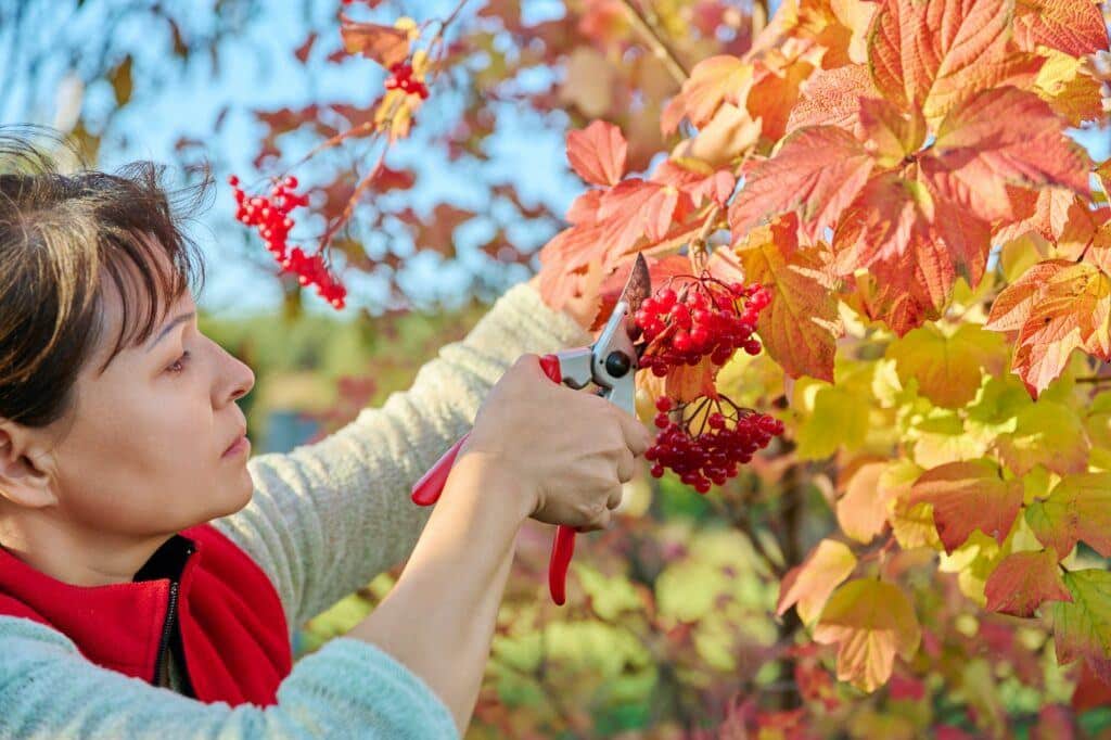 Kalina pěstování - sklízení plodů