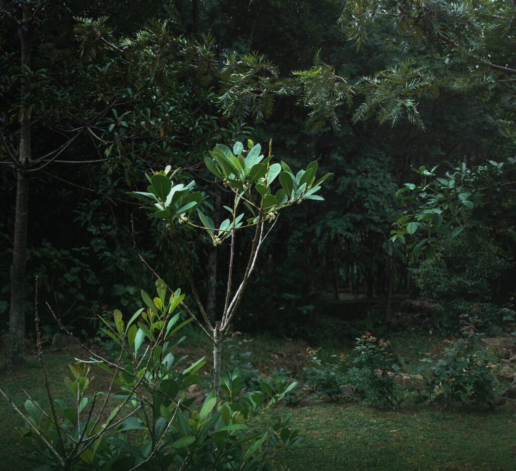 Yerba Mate plant and leaves