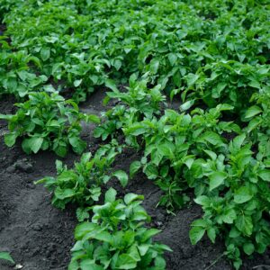 Fomová hniloba brambor - napadá výhradně brambory