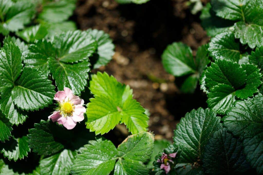 Krčková hniloba u jahodníku - pěstování odolných odrůd
