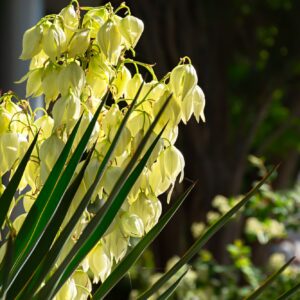 Kvetoucí juka, která je správně pěstována