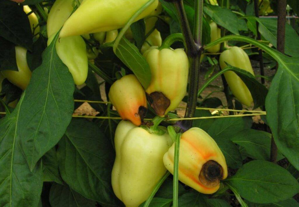 Vápník - používání 2 paprika - chybějící vápník