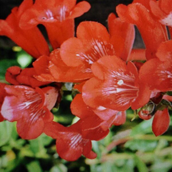 Dračík červený - dračík Hartwegův