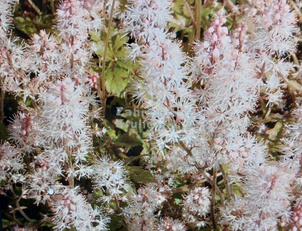 Mitrovnička - kultivar Appregio