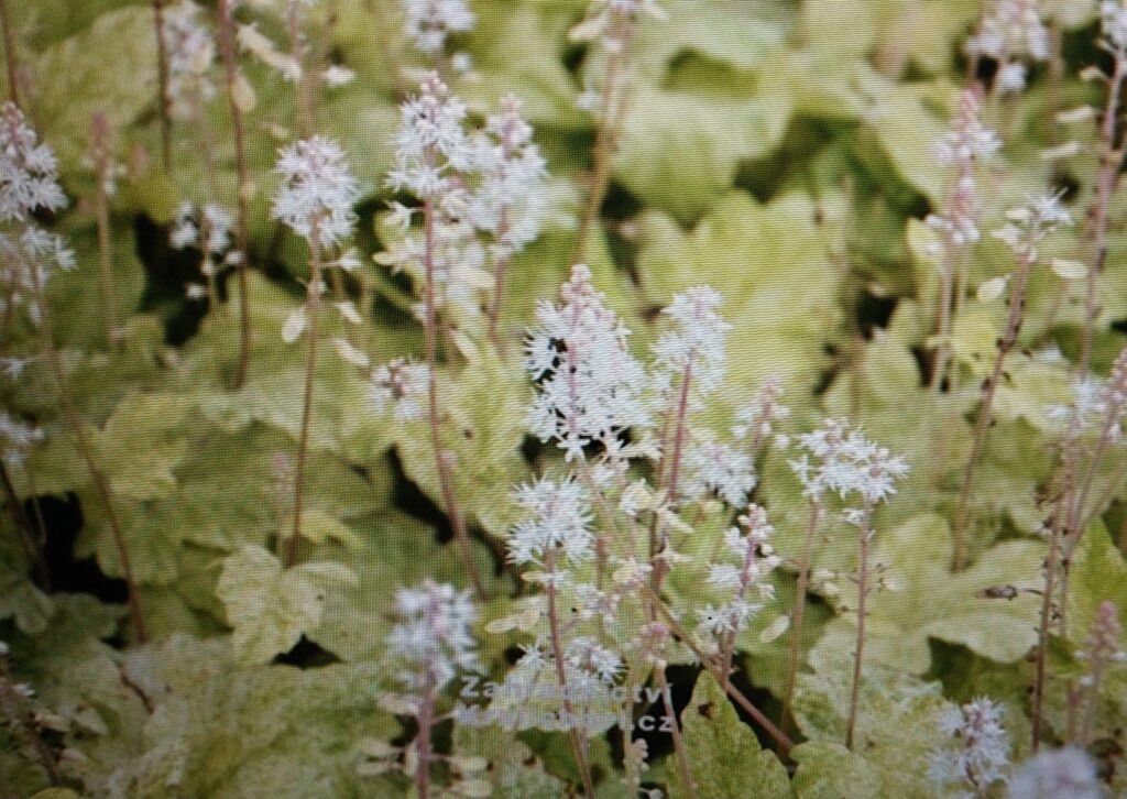 Mitrovnička - kultivar Herronswood Mist