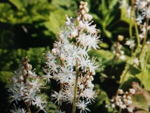 Mitrovnička srdcolistá