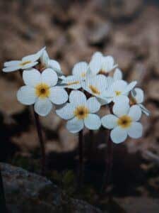 Pochybek nízký (Androsace chamaejasme)