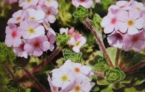 Pochybek netřeskovitý (Androsace sempervivoides)