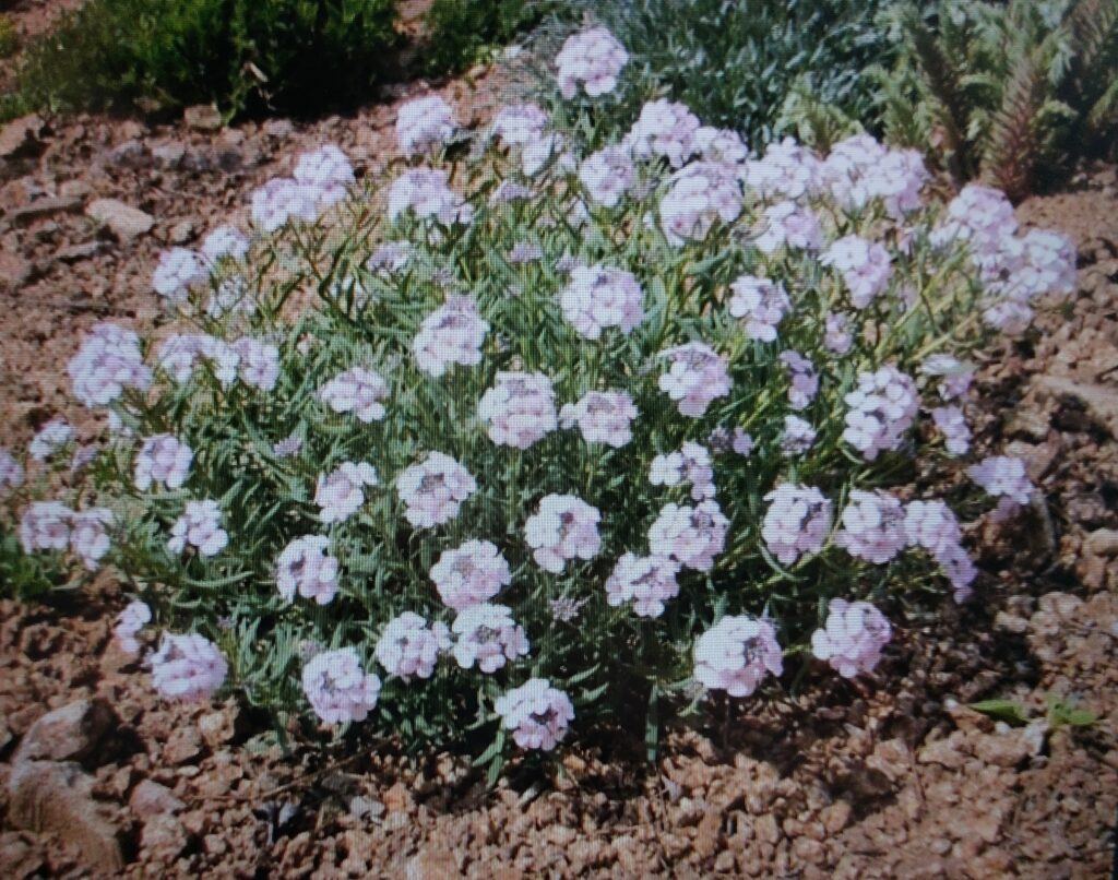 Sivutka velkokvětá