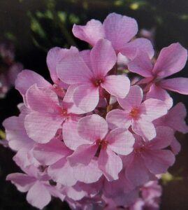 Sivutka velkokvětá