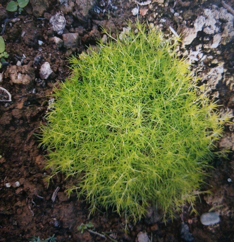 Úrazník položený