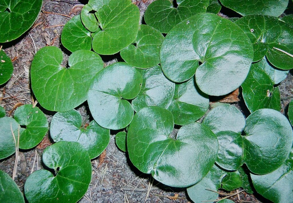 Kopytník - listy a celkový habitus