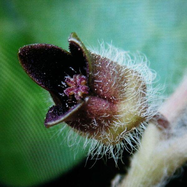 Kopytník evropský květ