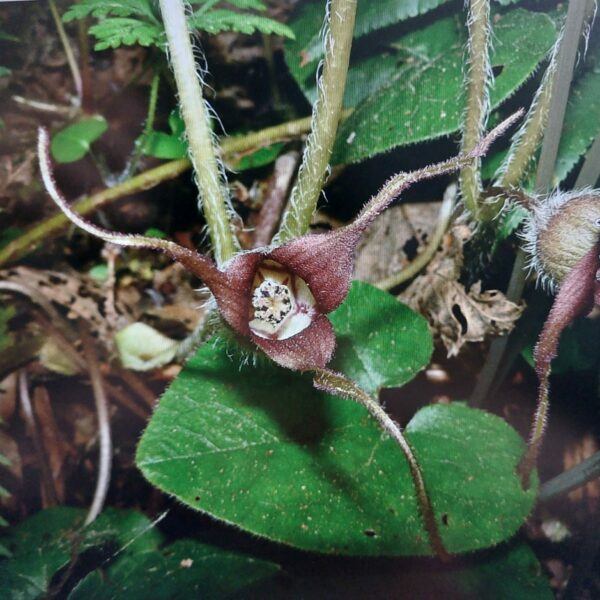 Kopytník Asarum caudatum