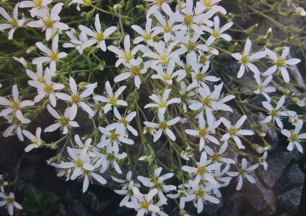 Písečnice velkokvětá