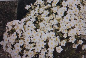 Písečnice horská (Arenaria montana)