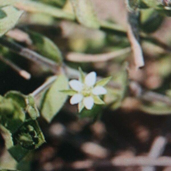 Písečnice douškolistá