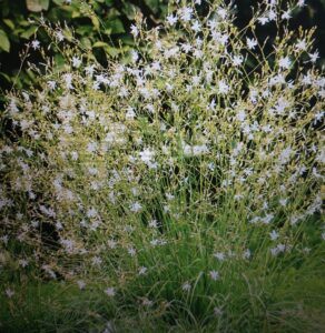 Bělozářka větvovitá - celkový habitus