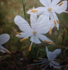 Bělozářka větevnatá