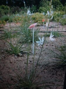 Bělozářka liliovitá