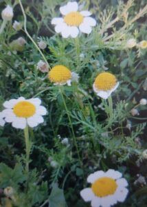 Kruhovník trahok neboli trahok lékařský