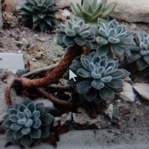 Pupovice štětinatá