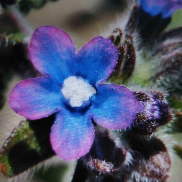 Pilát kapský (Anchusa capensis)