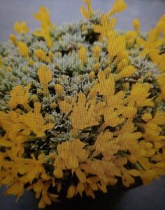 Drnečka brčálová