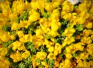 Düngung von Erdbeeren 108 Drnečka (Douglasia)