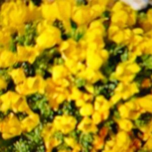 Drnečka (Douglasia)