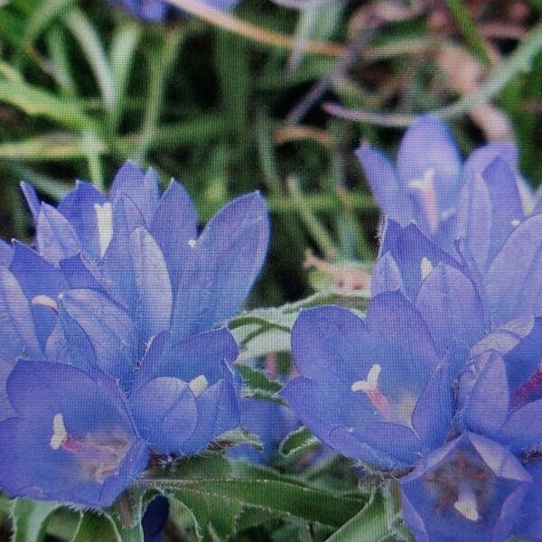 Modroušek Edraianthus graminifolius