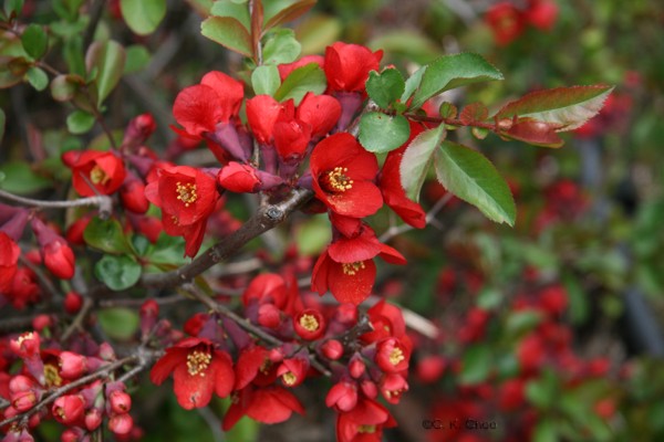 Kdoulovec lahvicovitý (Chaenomeles speciosa)​