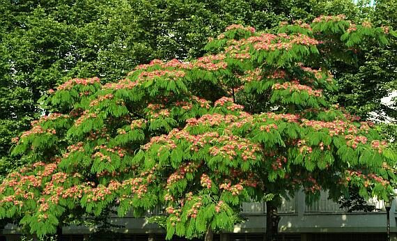 Albízie (Albizia julibrissin)